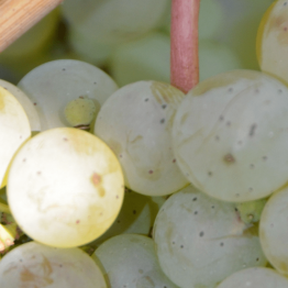 Riesling-Traube