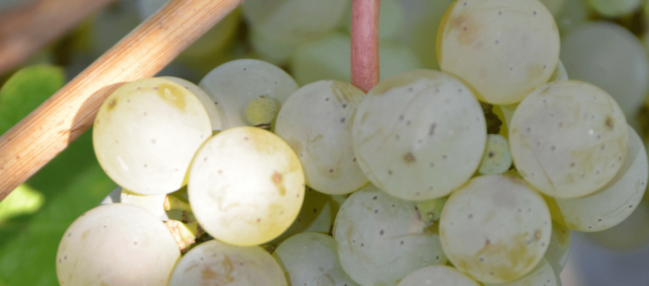 Riesling-Traube