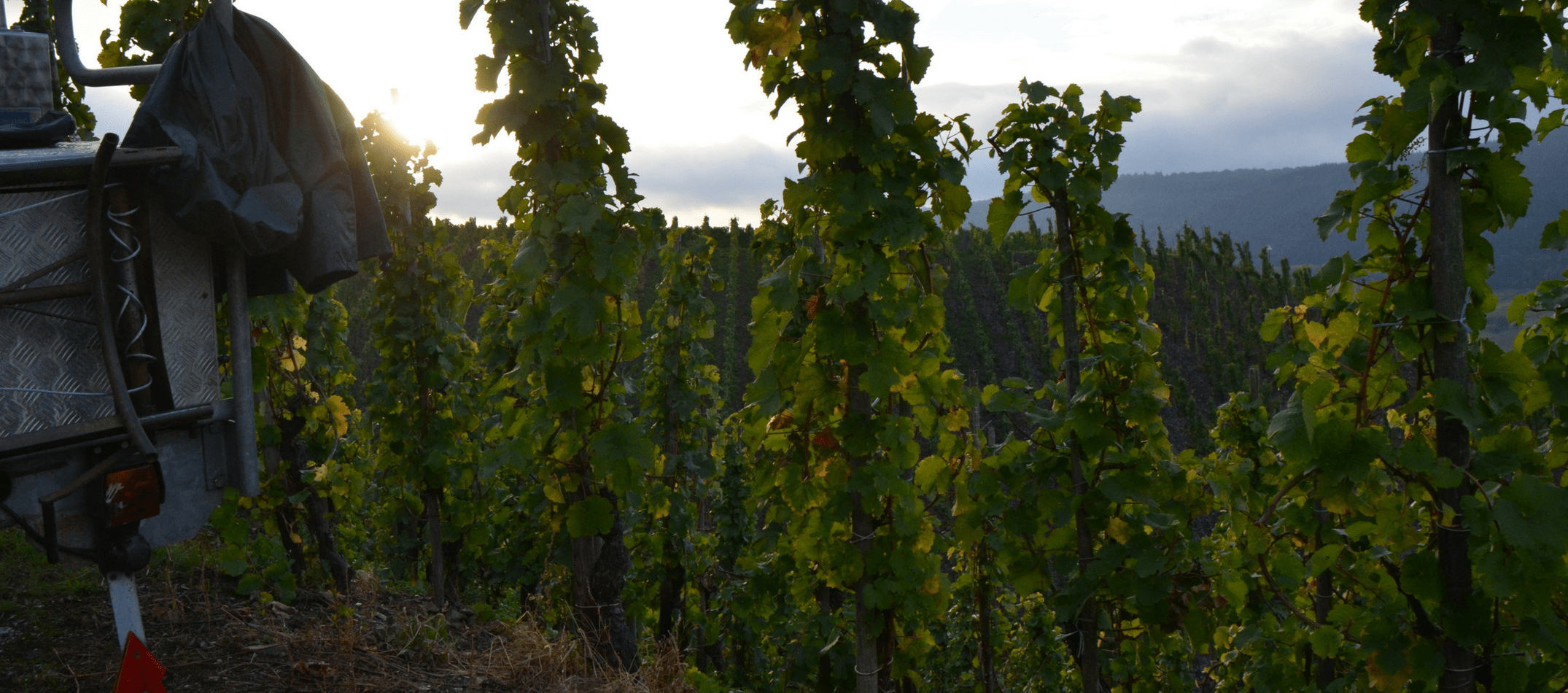 Riesling Rebzeilen im Herbst