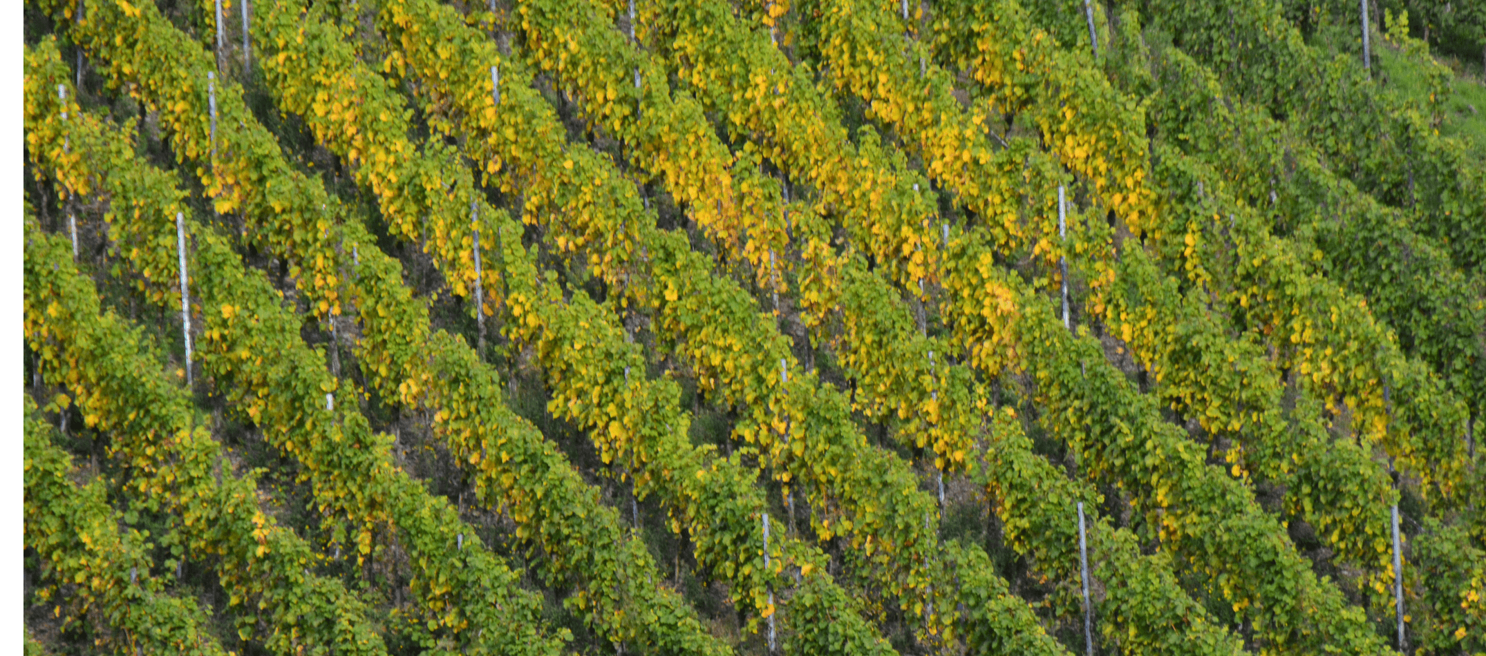 Rebzeilen Riesling