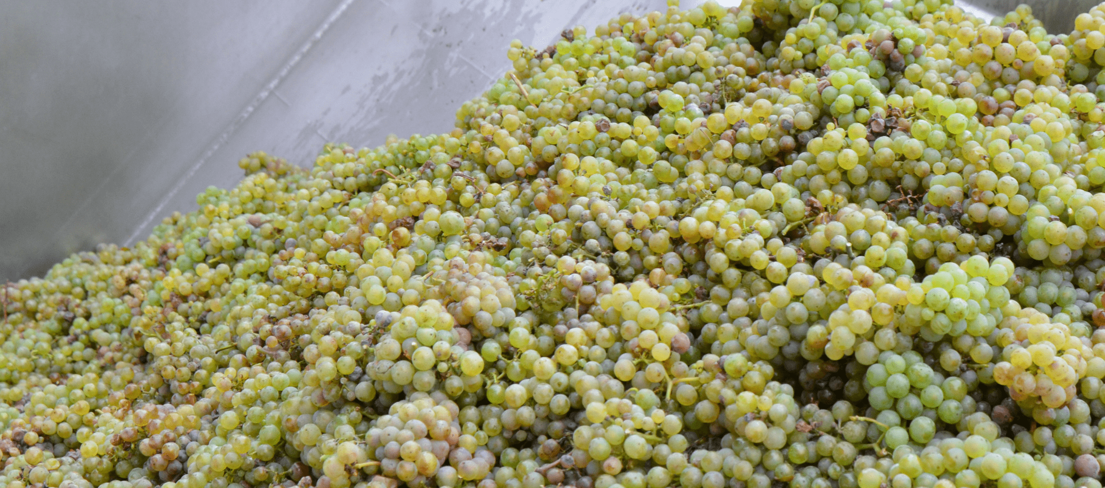 rieslingtrauben lese