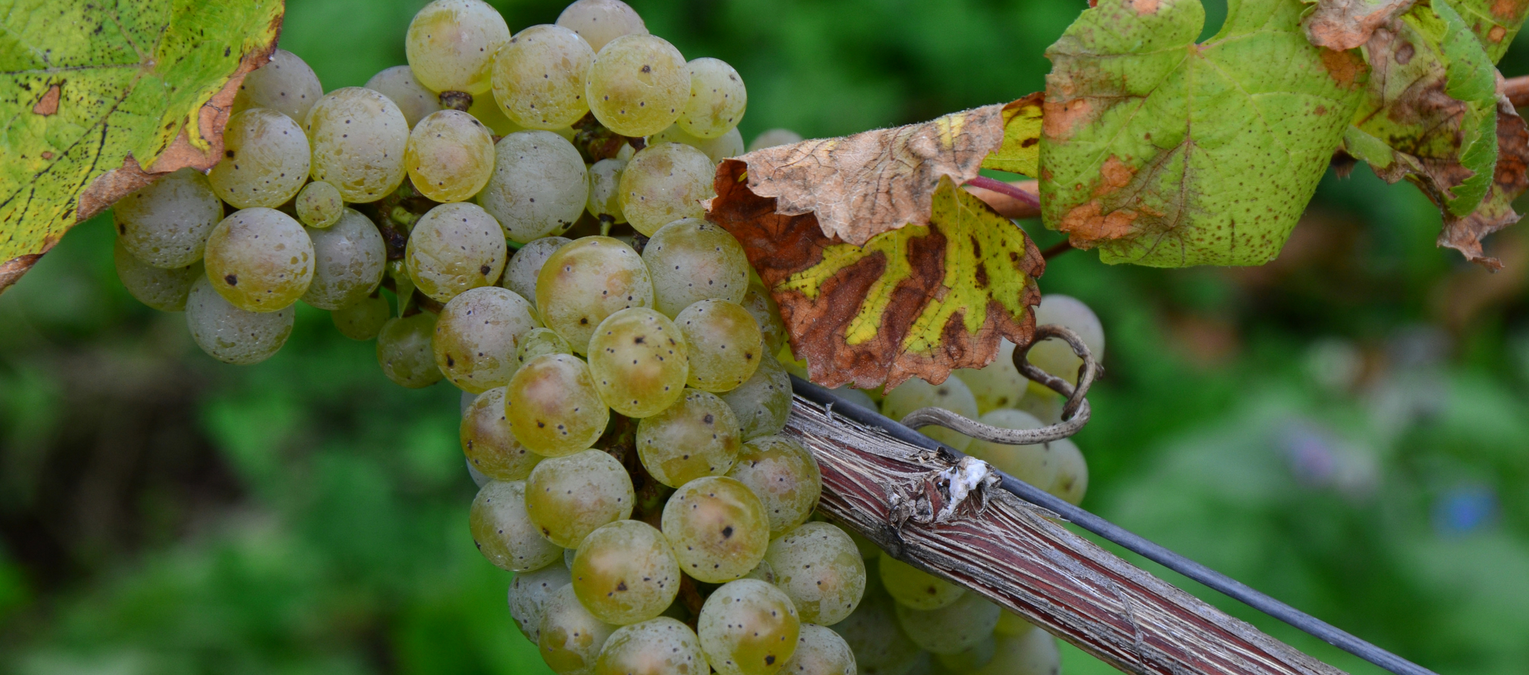Riesling-Traube