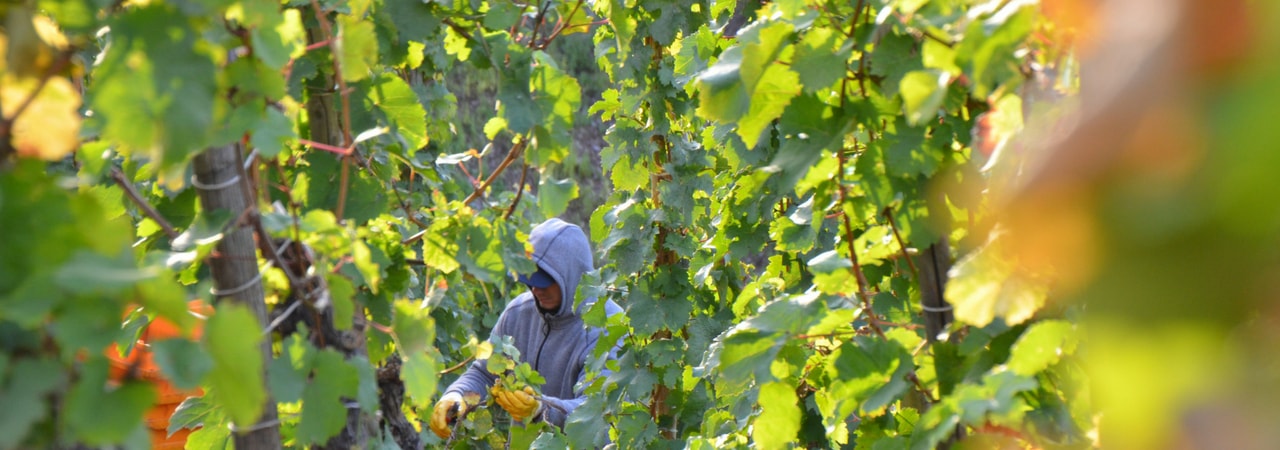 Traubenlese Riesling