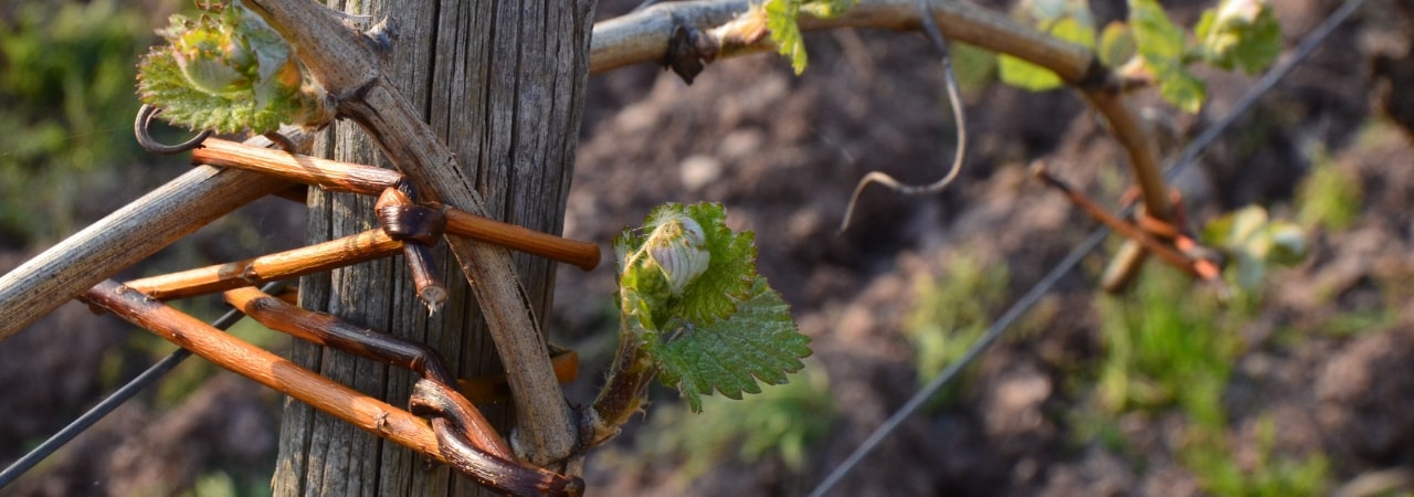 Weinblattknospe im Frühling