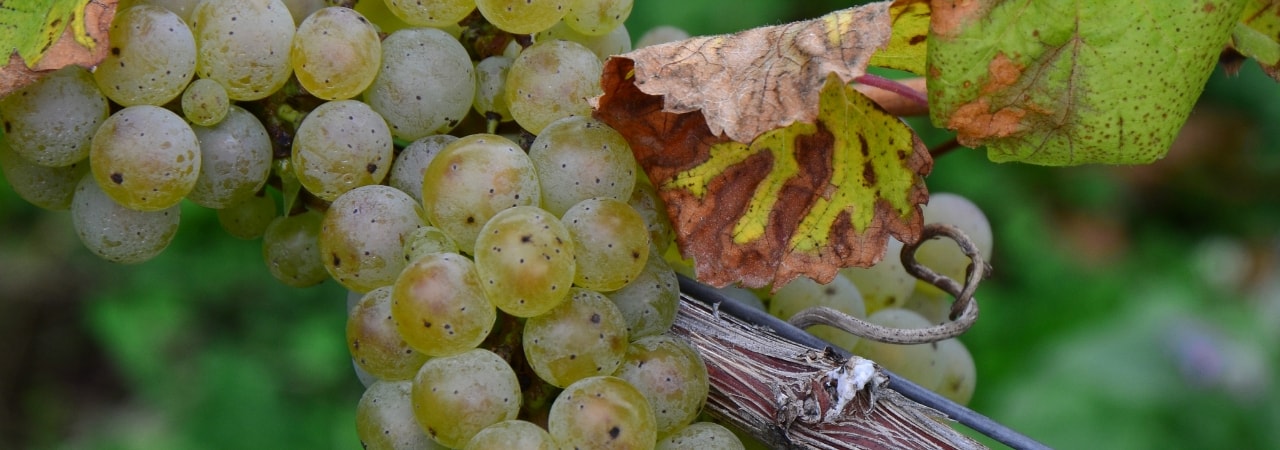 Mehr über den Artikel erfahren QbA, Kabinett, Spätlese oder Auslese?
