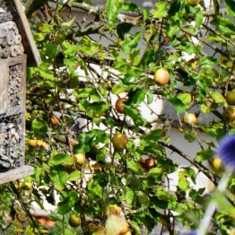 Naturschutz Bienenhotel