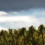 Weinberge