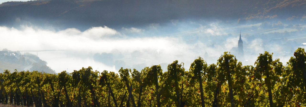Weinberge