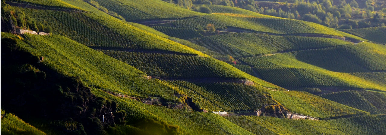 Weinberg Nebel