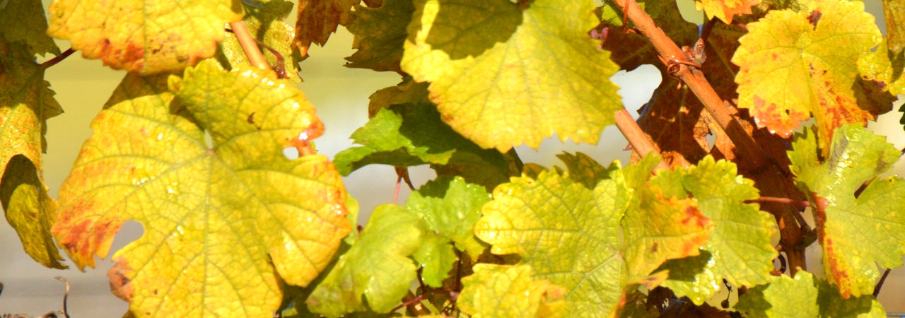 Weinlaub Herbst