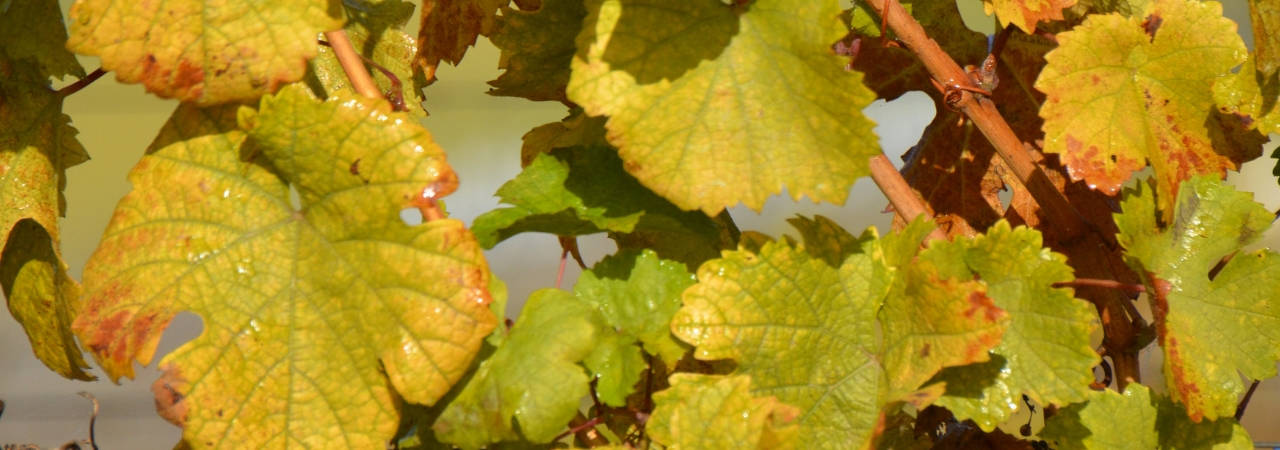 Weinlaub
