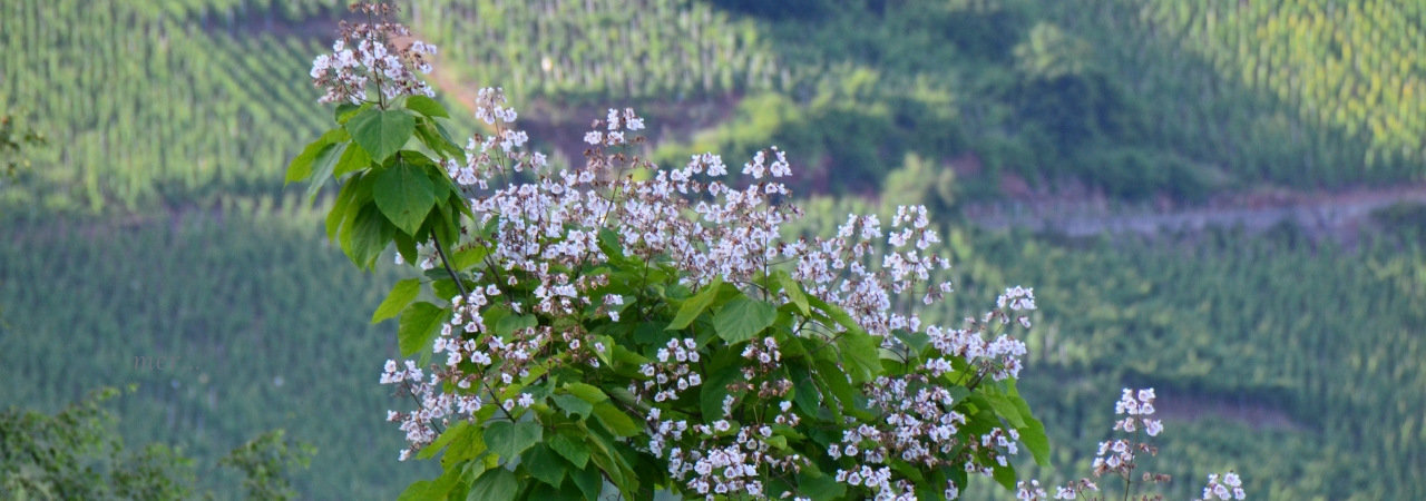 Blüte