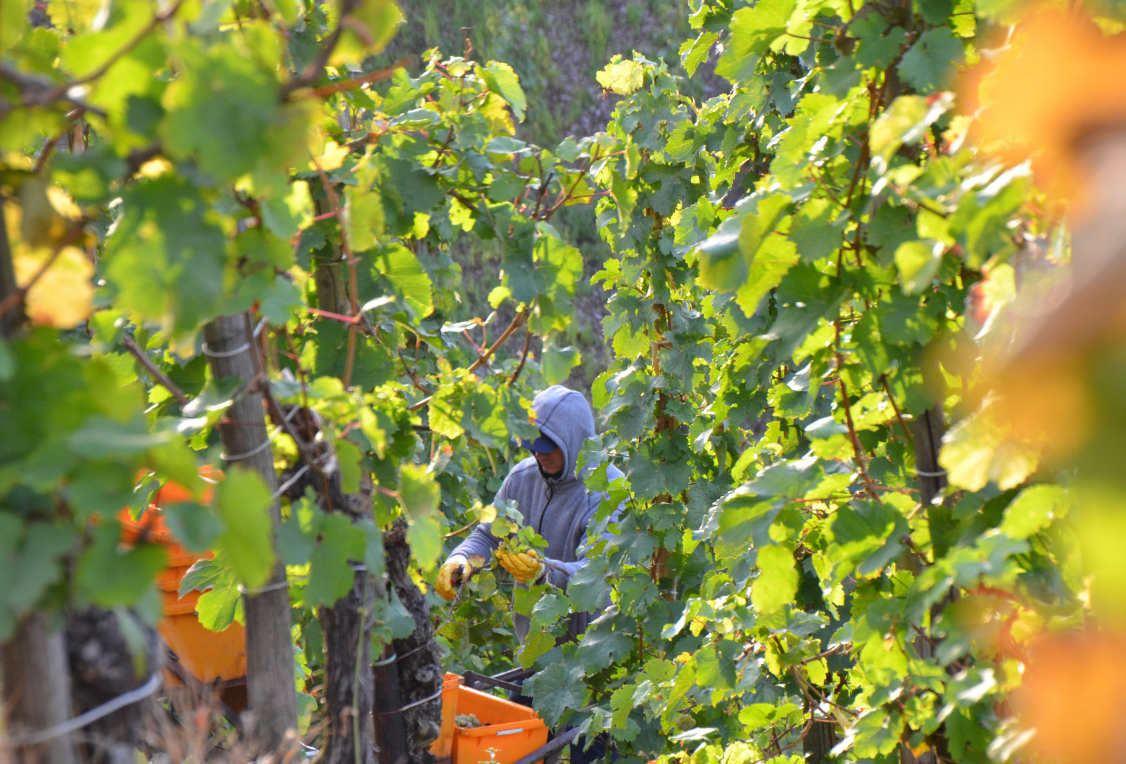 Riesling in der Lese Weingut Erbes-Henn in Ürzig Mosel