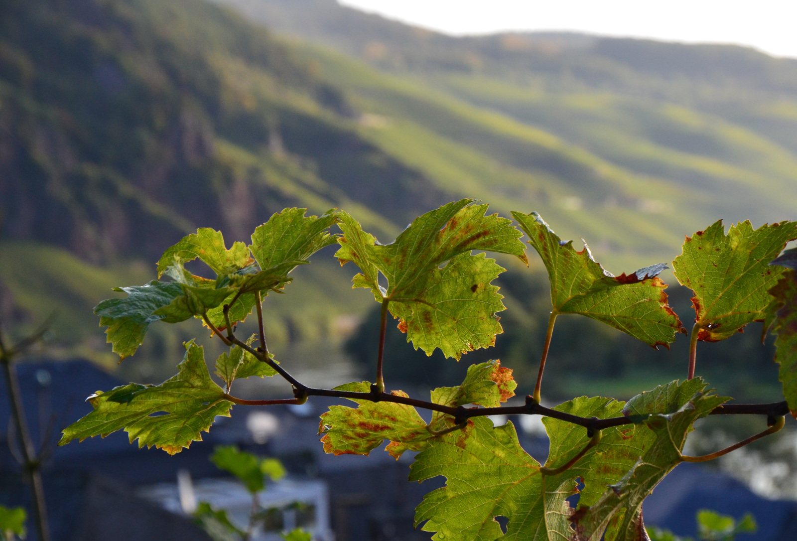 Urlaub in Ürzig an der Mosel