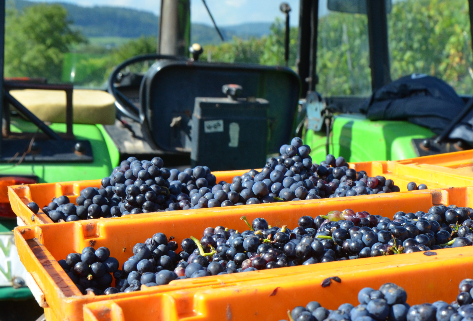 Lese Spätburgunder vom Weingut in Ürzig Mosel