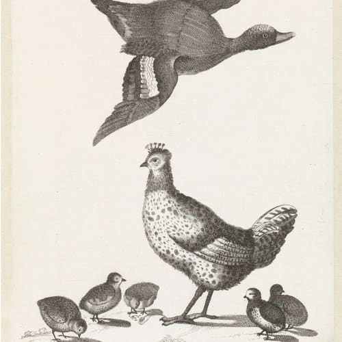 Henne mit Küken Logo Erbes-Henn