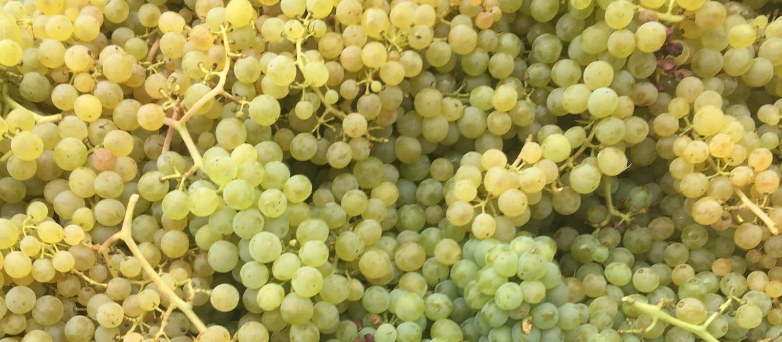 Rivaner Weingut Ürzig Mosel
